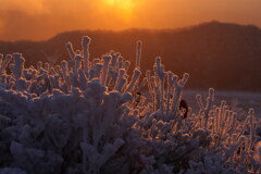 赤く染まる霧氷珊瑚