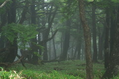 霧降の森　２