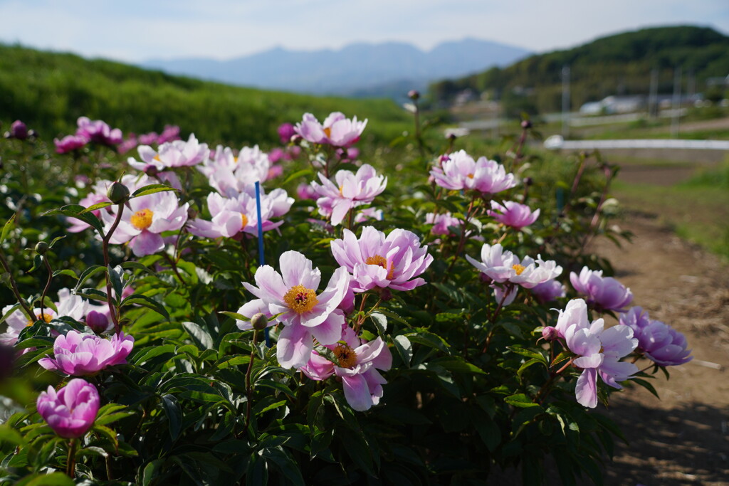 芍薬咲く丘