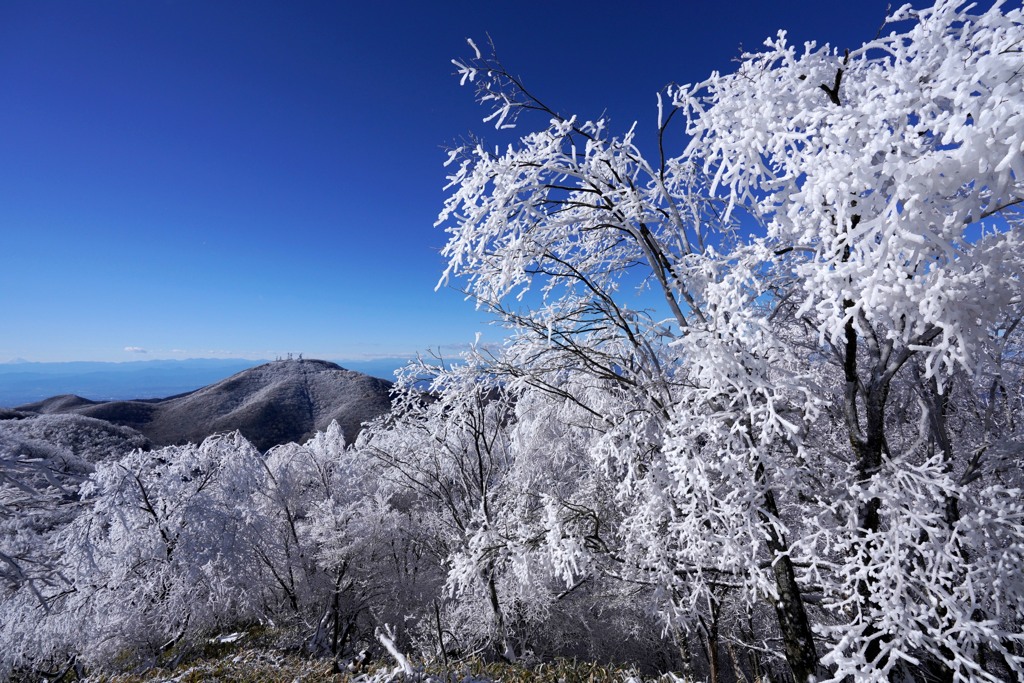 満開の霧氷