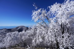 満開の霧氷