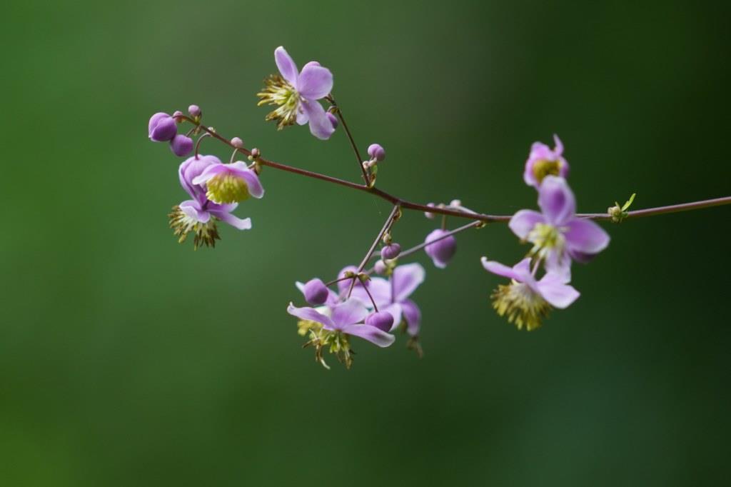 線香花火