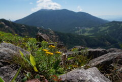 イワインチンと浅間山