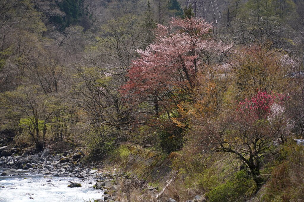 芽吹き
