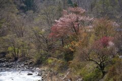 芽吹き
