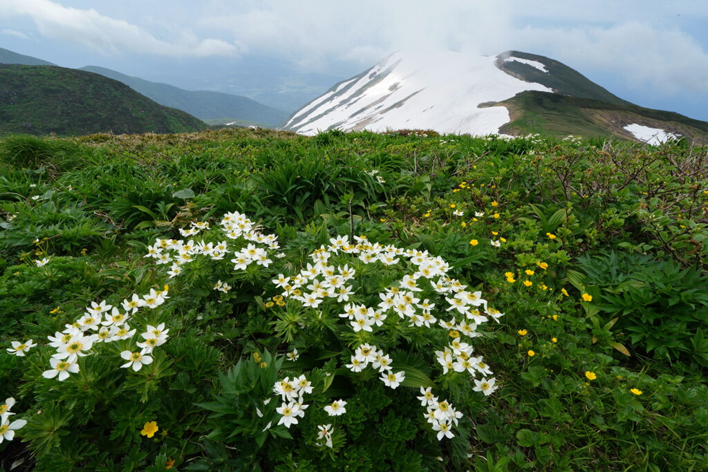 ハクサンイチゲと笙ヶ岳