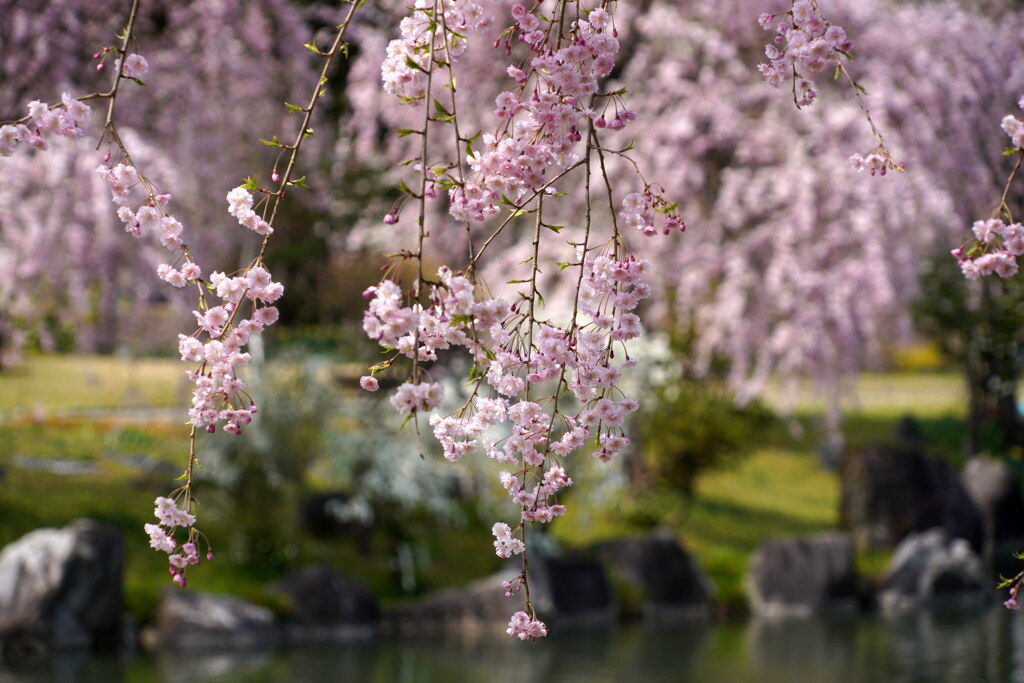 桜咲く