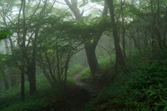 霧中の森