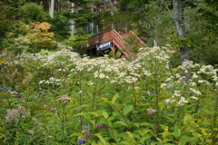 秋の花に囲まれて