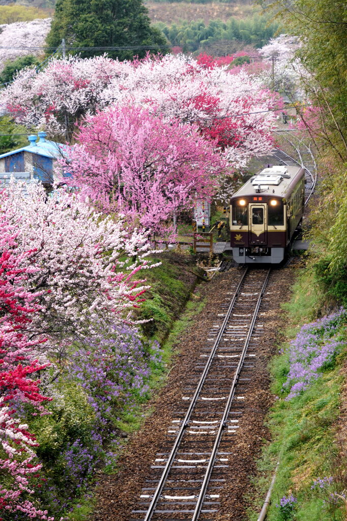 わ鐵花桃列車