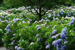 紫陽花に囲まれて