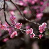 春のひかり