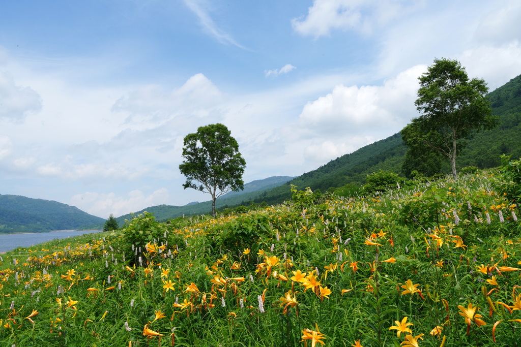 野反湖の夏