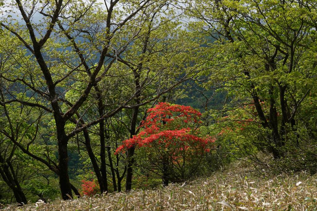 紅一点