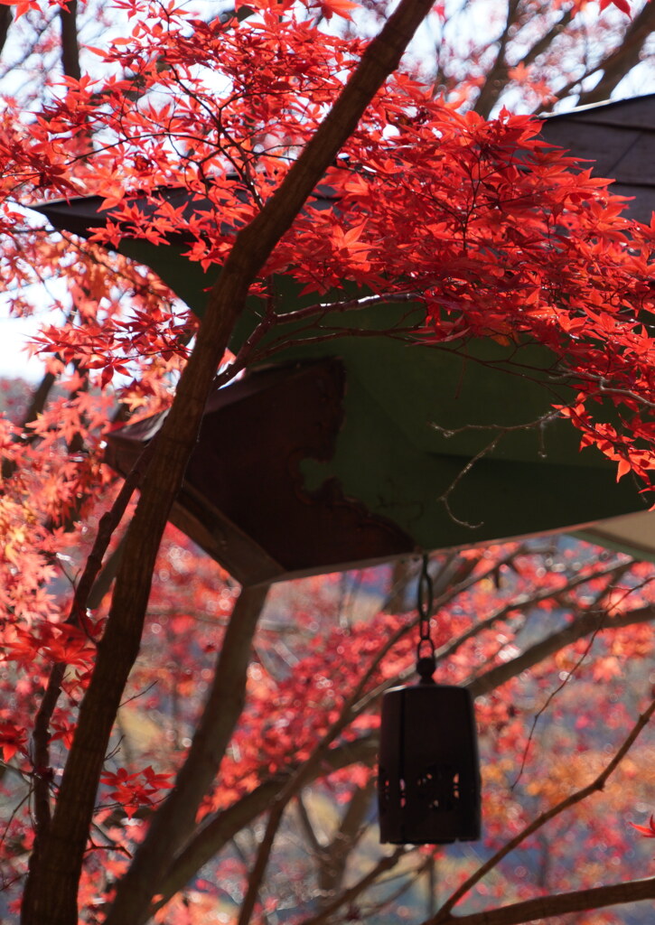 崇禅寺のモミジ