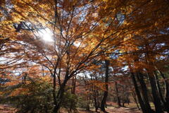 秋の上ノ山公園１