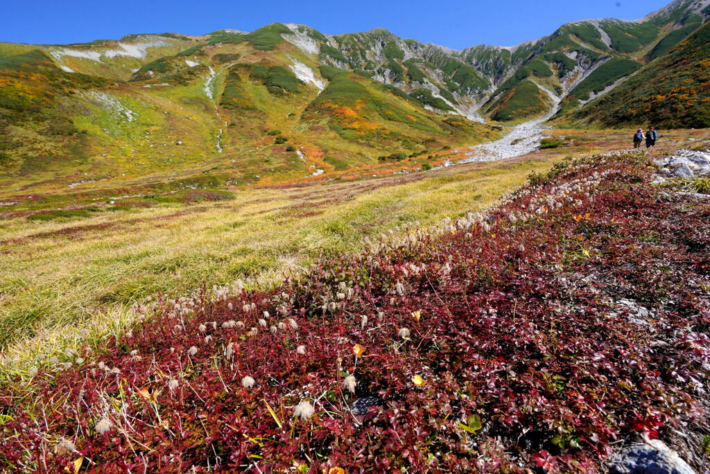 チングルマ紅葉する立山