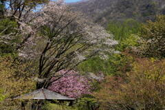 赤城山麓の春