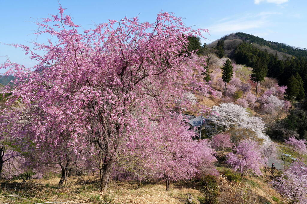 枝垂れ桜染まる子王山