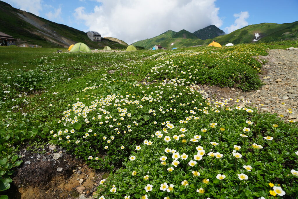 チングルマ咲く雷鳥沢キャンプ場