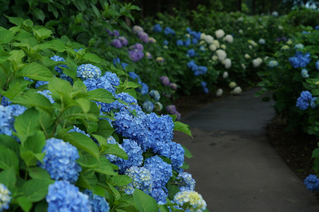 紫陽花の小径