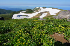 イワベンケイ咲く鳥海山