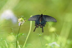 マツムシソウに止めれ