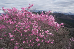アカヤシオ咲く鳴神山