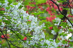 紅白コラボ