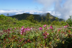 イワカガミ咲く湯ノ丸山