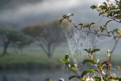 朝露の蜘蛛の巣