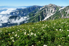 花畑広がる白馬岳