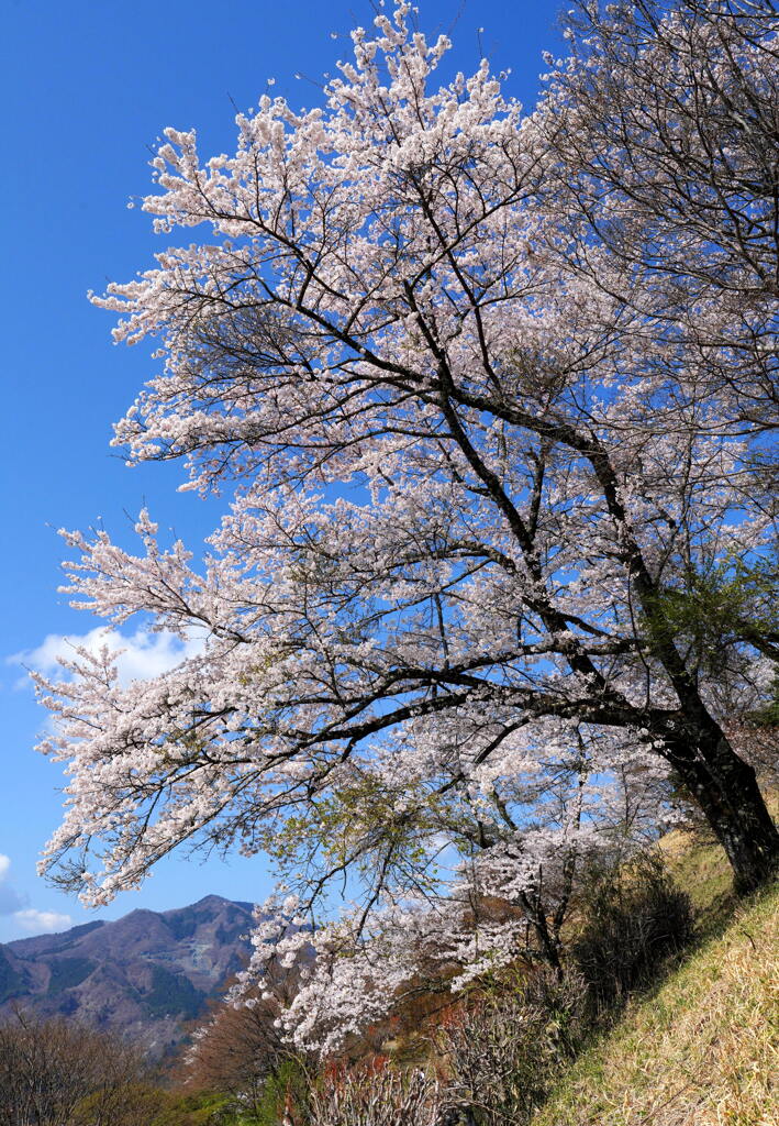 桜山の春