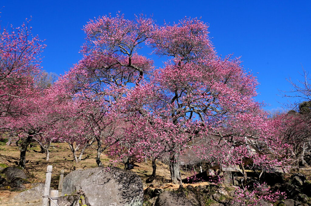 青空に咲く紅梅