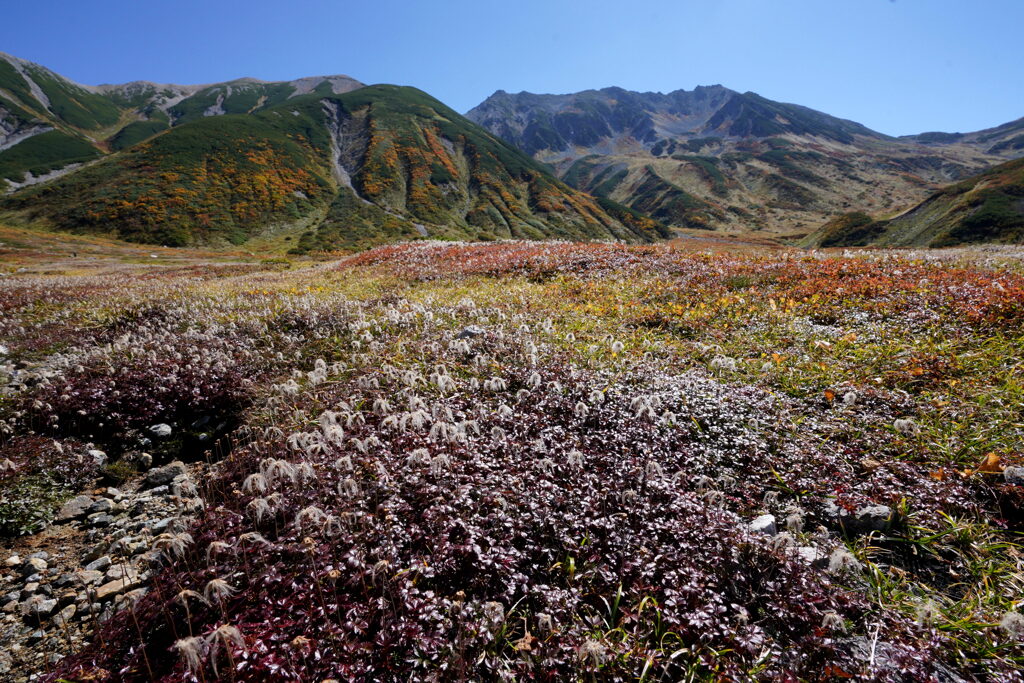 立山秋の花畑