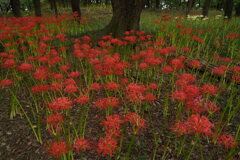 森に咲く曼珠沙華