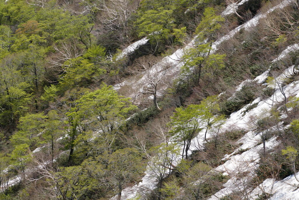 残雪と新緑