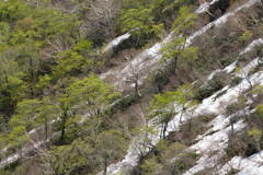 残雪と新緑