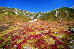 チングルマ染まる立山三山