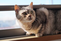 今日は猫の日
