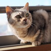 今日は猫の日