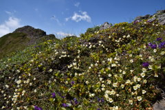 岩稜の花畑