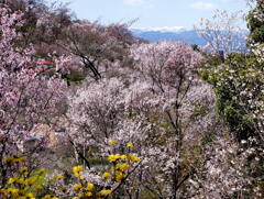 春の花見山