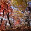 眩しい秋の森