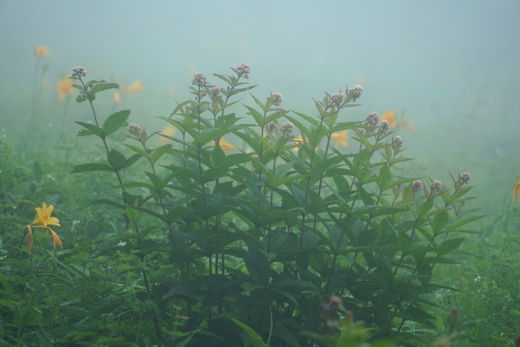 霧中散歩
