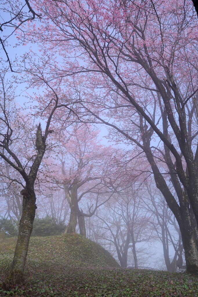 朝霧の桜並木