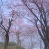 朝霧の桜並木