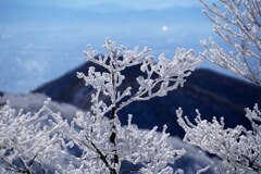 霧氷の花