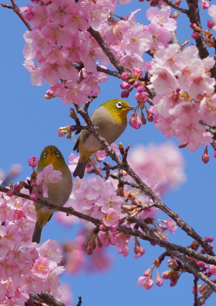 春のジュエット