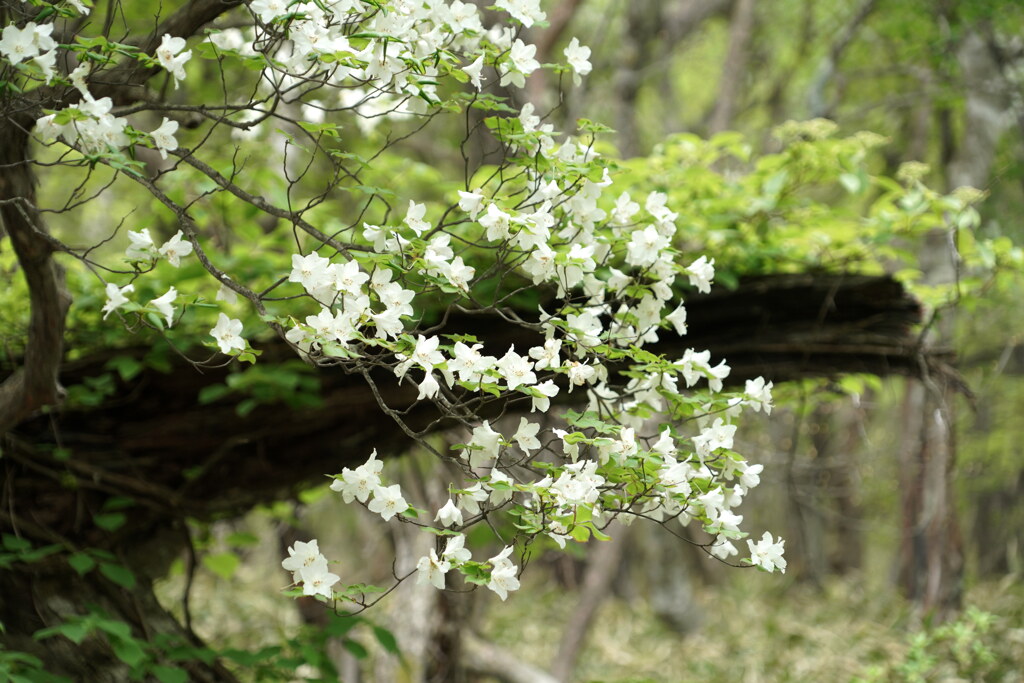 シロヤシオ咲く初夏